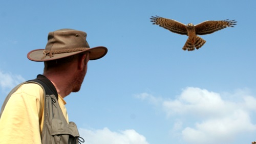 Los humanos vuelven más agresivo al aguilucho cenizo