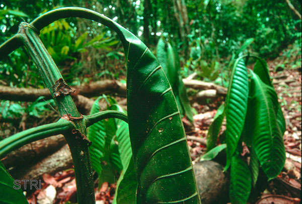 Universitarios de la UNAM generan información climatológica sobre México en el último siglo