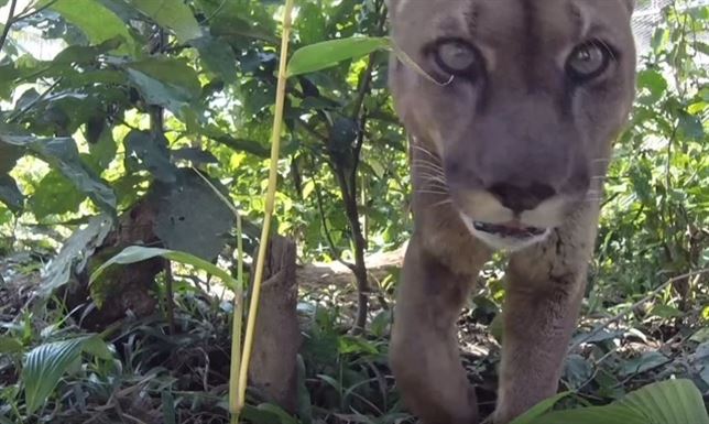 El puma ‘esclavo’ durante 20 años de un Circo