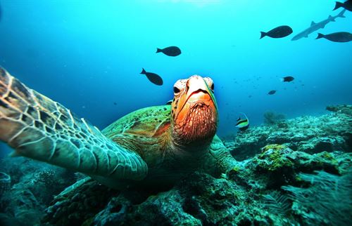 Fuerteventura libera una tortuga verde -especie en peligro de extinción- en Playa Blanca