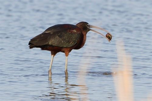 Becan investigaciones sobre aves silvestres