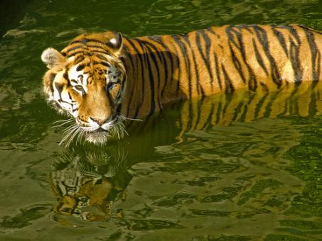Desarticulan en Huesca una red que traficaba con especies protegidas