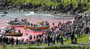 El Grind: la mayor masacre de los mares europeos