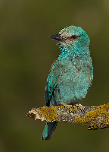 La ‘carraca’ Ave del Año 2012