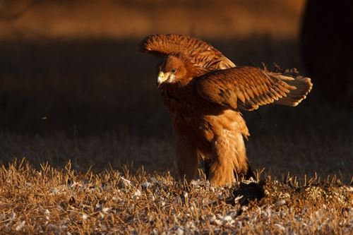 Liberados cuatro pollos de águila imperial en La Janda (Cádiz)