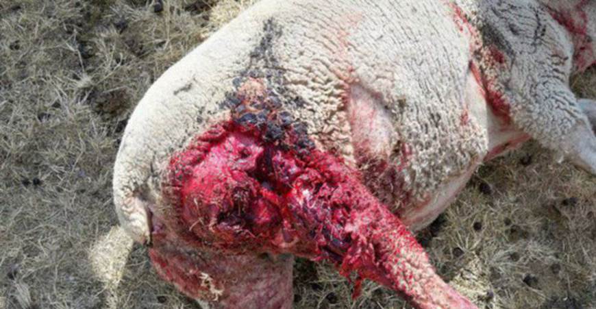 Denuncian ‘continuos’ ataques de lobos en la comarca abulense de Gredos