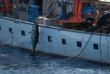 Oceana celebra el cierre anticipado de la pesquería del atún rojo