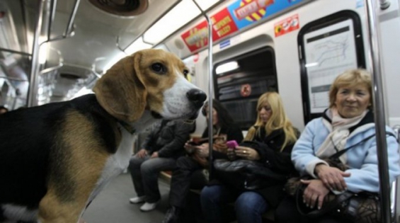 Podrán las mascotas subir al subte