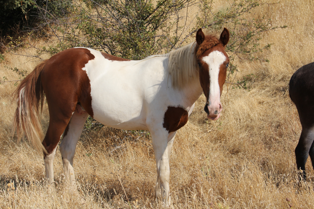 El potro de Trapagaran ya se encuentra en el Santuario Wings of Heart