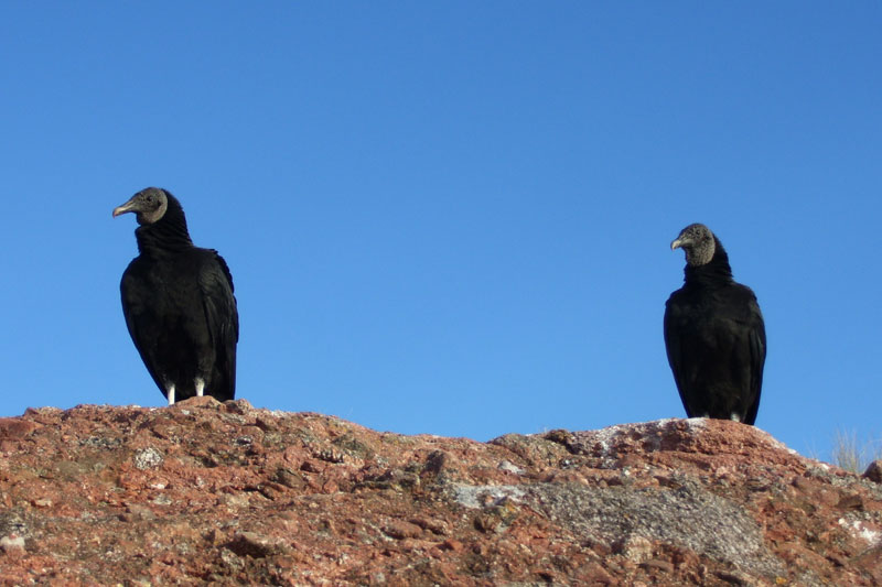 SEO/Birdlife celebra el Día Mundial del Medio Ambiente con exposiciones