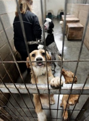 La oposición municipal pide ‘investigar’ la gestión del Centro de Acogida de Animales de Logroño