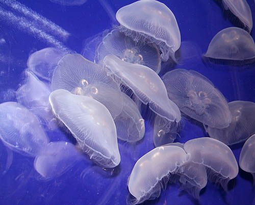 Una aplicación para móvil alerta sobre el riesgo de medusas en playas de Barcelona