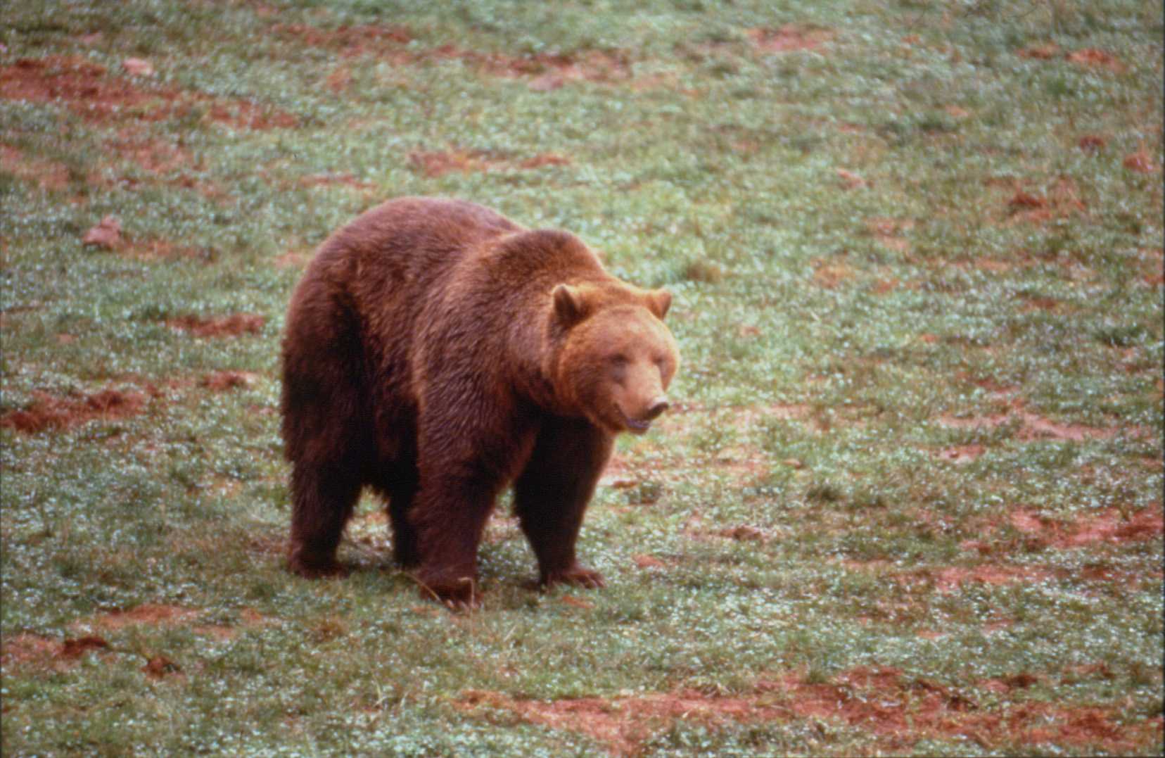 Se retrasa el proceso judicial en Palencia del oso pardo acosado en el Parque Natural