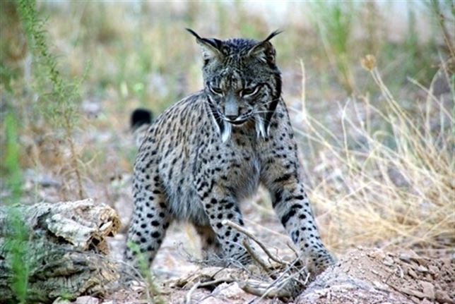 Catorce linces atropellados en lo que va de año