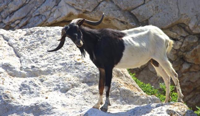 Eliminarán las cabras del islote de Es Vedrà (Ibiza) por suponer un peligro para las especies endémicas del lugar