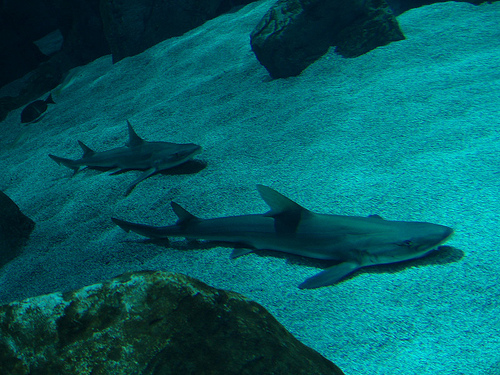 Matanza de tiburones avanza en el mar Rojo