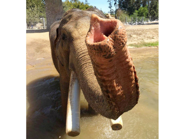 En ‘San Diego’ eliminan un elefante