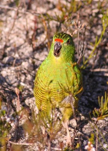 El ADN identifica uno de los pájaros más raros del mundo
