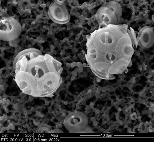 Una investigación demuestra que el efecto invernadero influyó en el clima entre 10 y 2 millones de años atrás