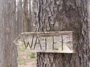 Porqué son importantes los bosques en el camino a Río+20