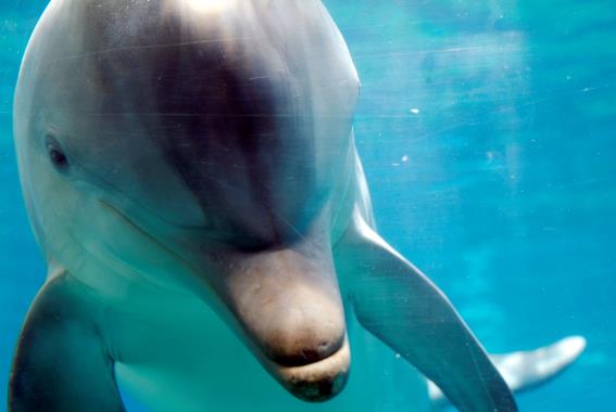 El Gobierno canario autoriza la llegada ‘carcelaria’ de cinco nuevos delfines a un parque que se ampliará sin estudio de impacto ambiental