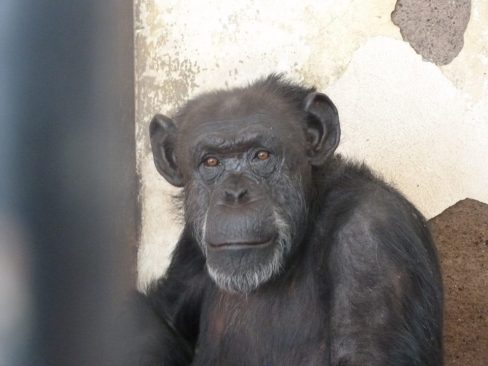 Sentencia histórica: se reconoce el Habeas Corpus a la chimpancé Cecilia