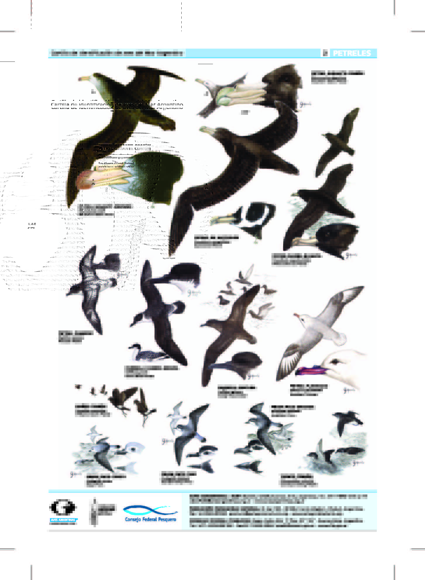 Argentina. Cartillas marinas cruzaron el Drake