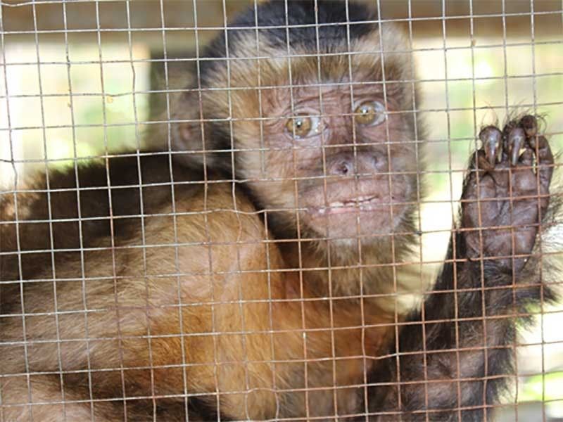 El comercio ilegal de plantas y animales en Perú