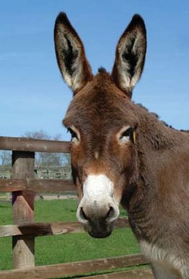 Biodiversidad doméstica en peligro