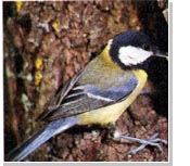 El Parque Natural Sierra de Cebollera programa un taller sobre aves para el fin de semana