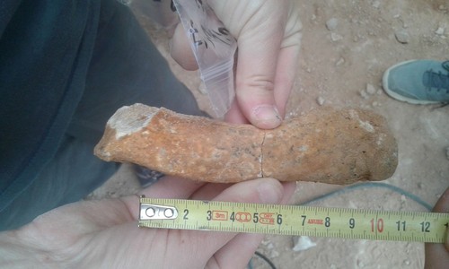 Hallazgos de fauna en Quibas ayudarán a entender cómo era Europa hace un millón de años