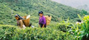 Comercio justo y medio ambiente