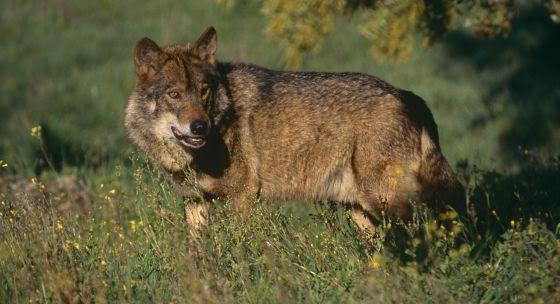 EQUO se opone una vez más al exterminio de lobos en los Picos de Europa
