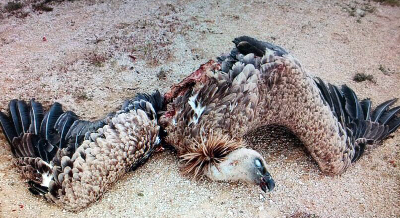 El Colectivo Azálvaro denuncia ante el Seprona la alta mortalidad de rapaces en parque eólicos de Ávila