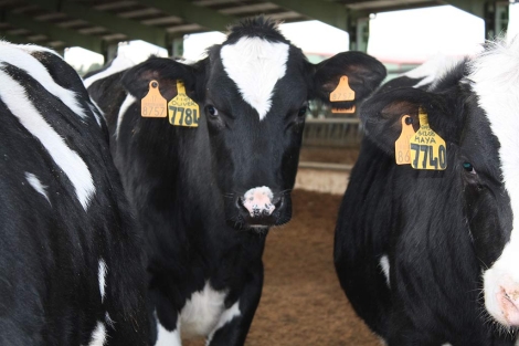 Una granja valenciana evita la emisión de 17.000 toneladas de CO2 con su planta de biogás