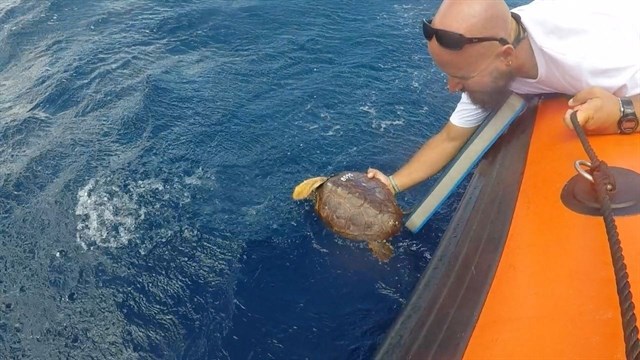 Turismo de Tenerife apadrina la devolución de una tortuga marina al mar