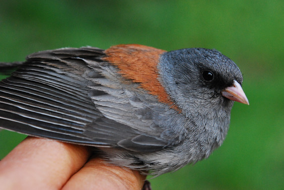 La brutal evolución de los gorriones de américa del norte