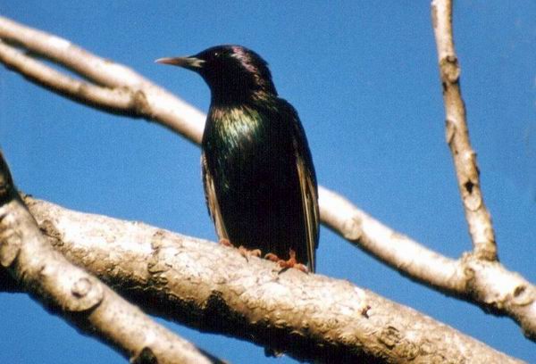 Huesca se reduce la población de estorninos gracias a la poda de árboles y al vuelo de aves rapaces