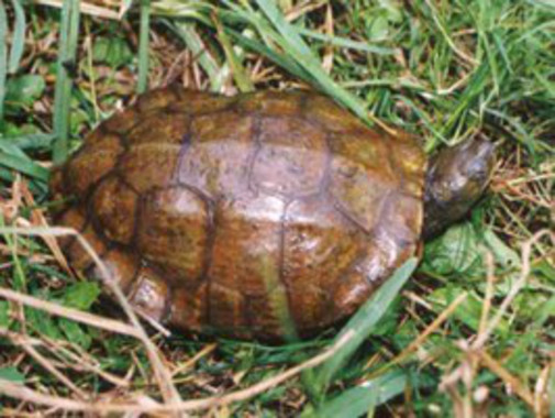 Las hembras de galápago leproso son extremadamente precavidas durante su embarazo