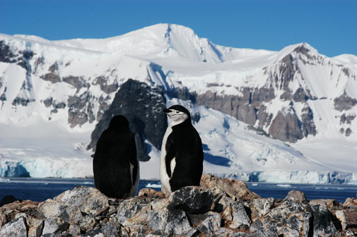 Investigadores detectan elementos contaminantes en los pingüinos de la Antártida