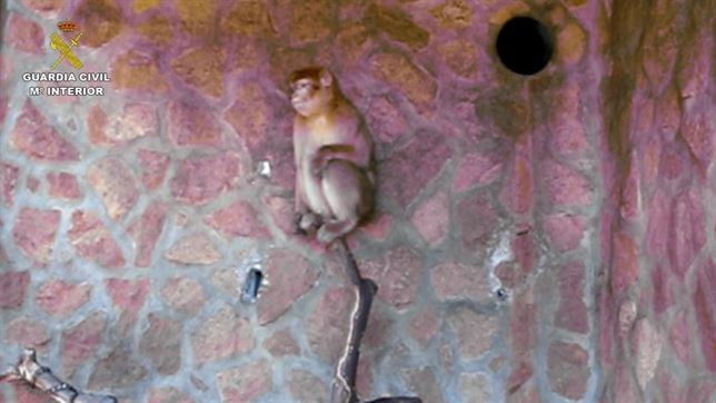 La Guardia Civil incauta un ejemplar hembra de Macaco de Berberia de un chalet en Torrevieja