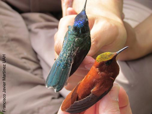 Las aves de especies invasoras dispersan los parásitos