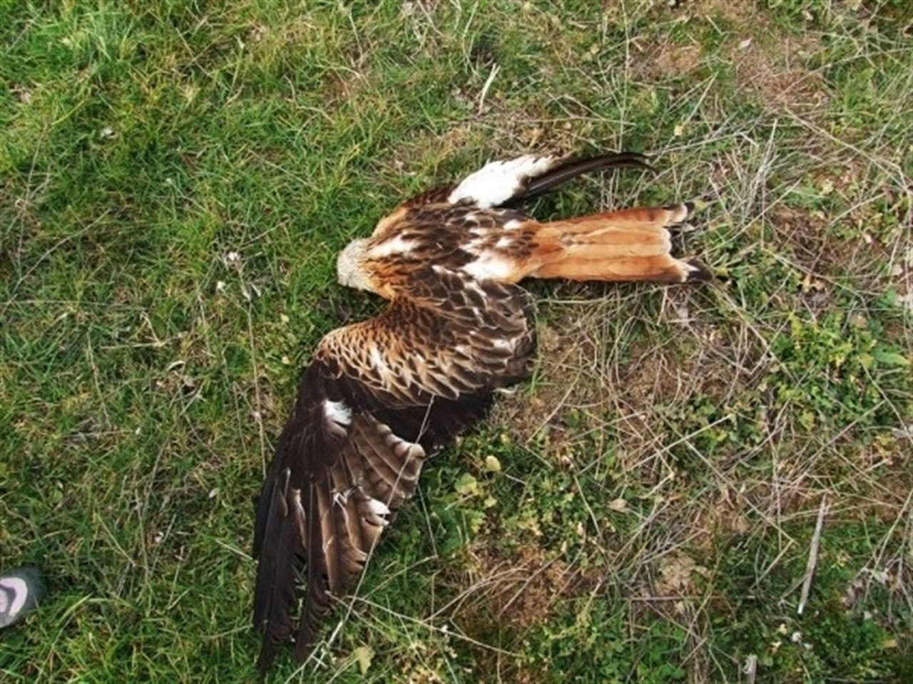 Casi 200.000 animales han muerto por el uso ilegal de veneno en España