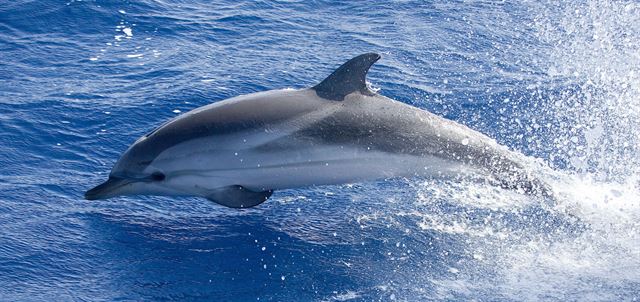 Reescriben la historia evolutiva de los delfines