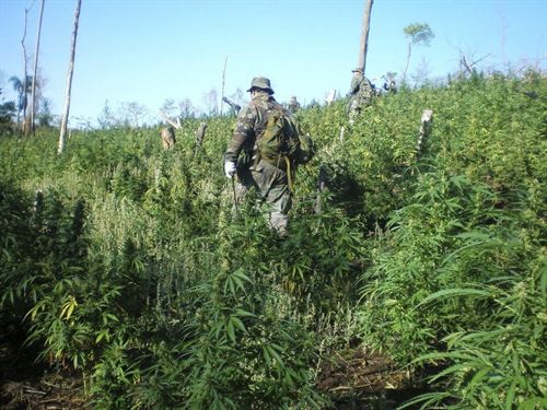 Medioambiente admite que las grandes deforestaciones de Paraguay se producen para plantar marihuana