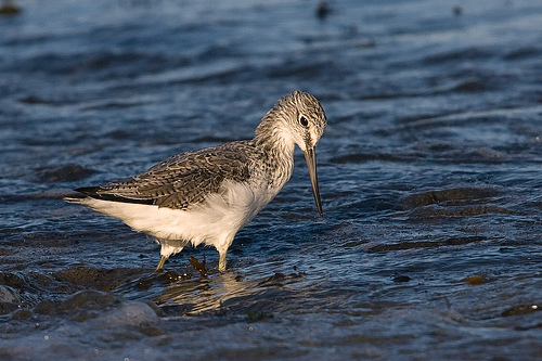 Las aves comunes experimentan un aumento moderado