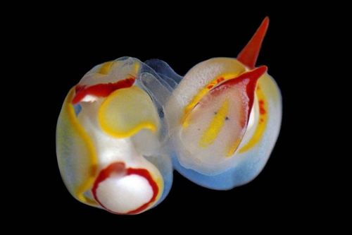 Las babosas de mar se apuñalan en la cabeza durante el sexo