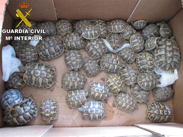 Imputado por vender tortugas en peligro de extinción en Argentona (Barcelona)