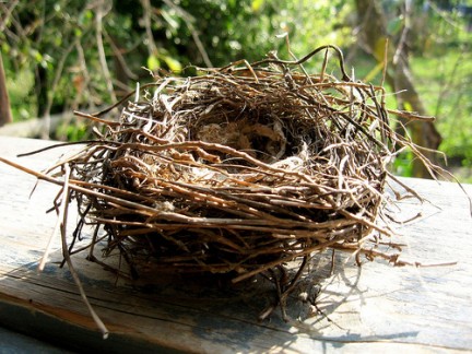 Las características del nido afectan a las aves