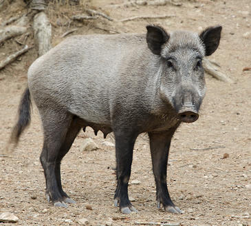 Secuencian el genoma del cerdo
